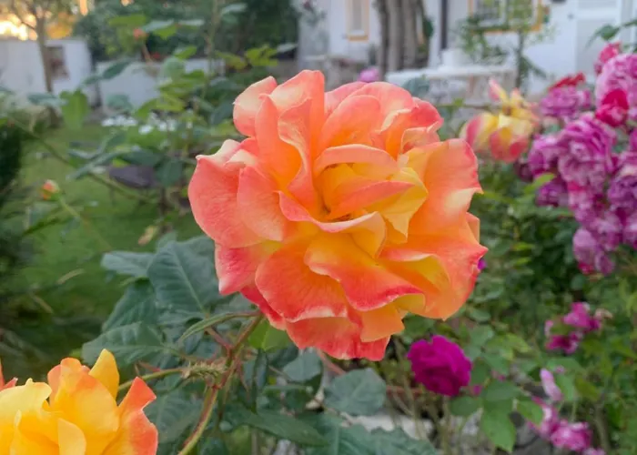 Relais Roma בית הארחה פרג'נה